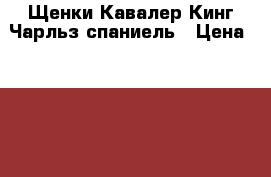 Щенки Кавалер Кинг Чарльз спаниель › Цена ­ 40 000 - Крым, Севастополь Животные и растения » Собаки   